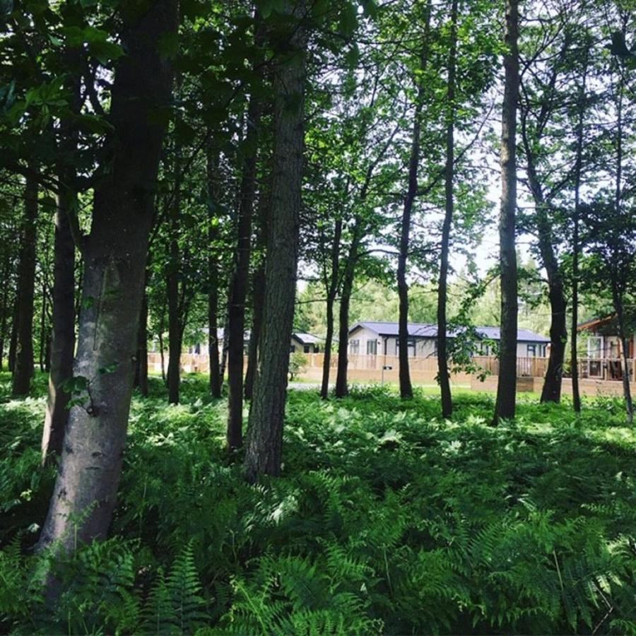 Hollicarrs - Stag Lodge York Kültér fotó