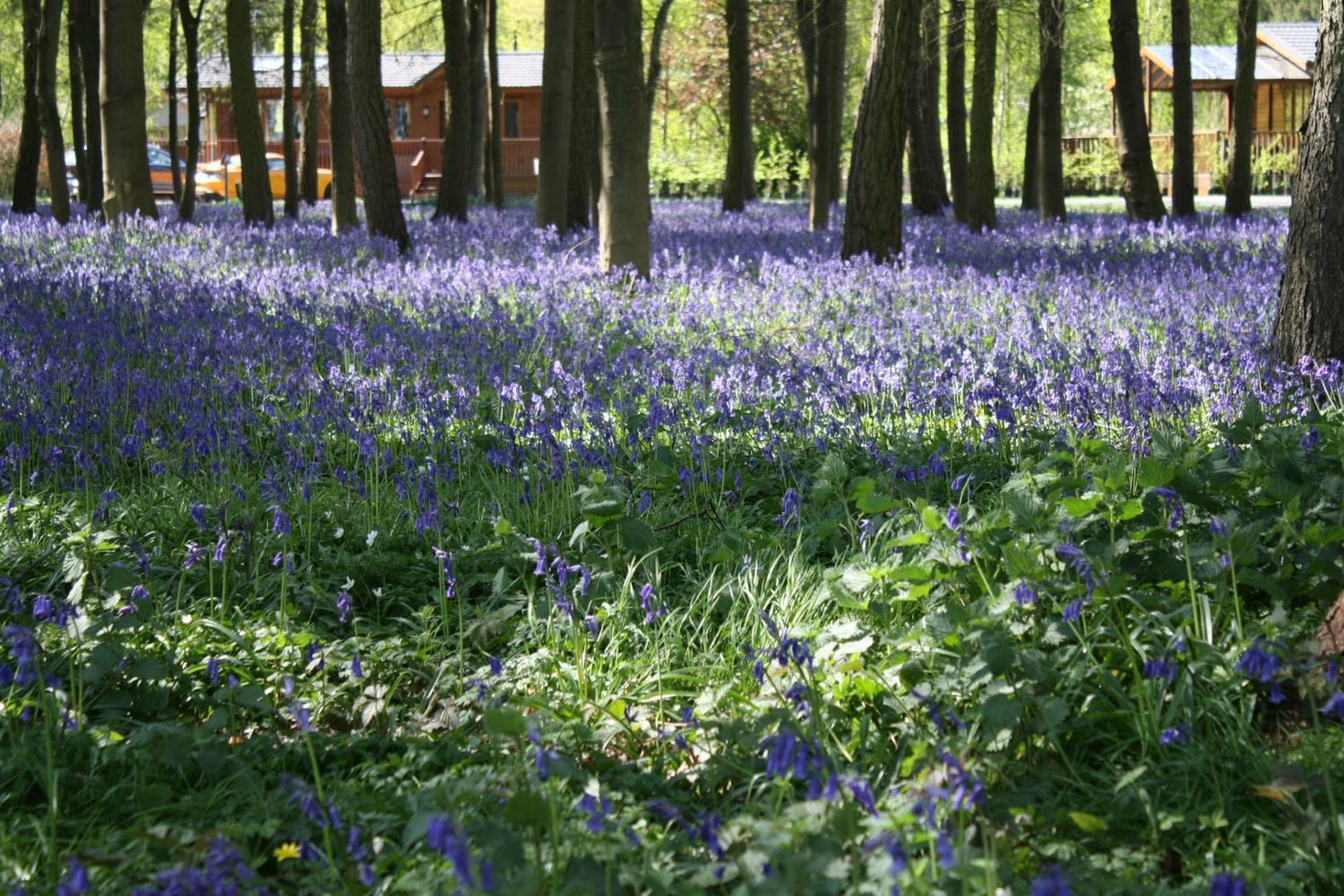 Hollicarrs - Stag Lodge York Kültér fotó